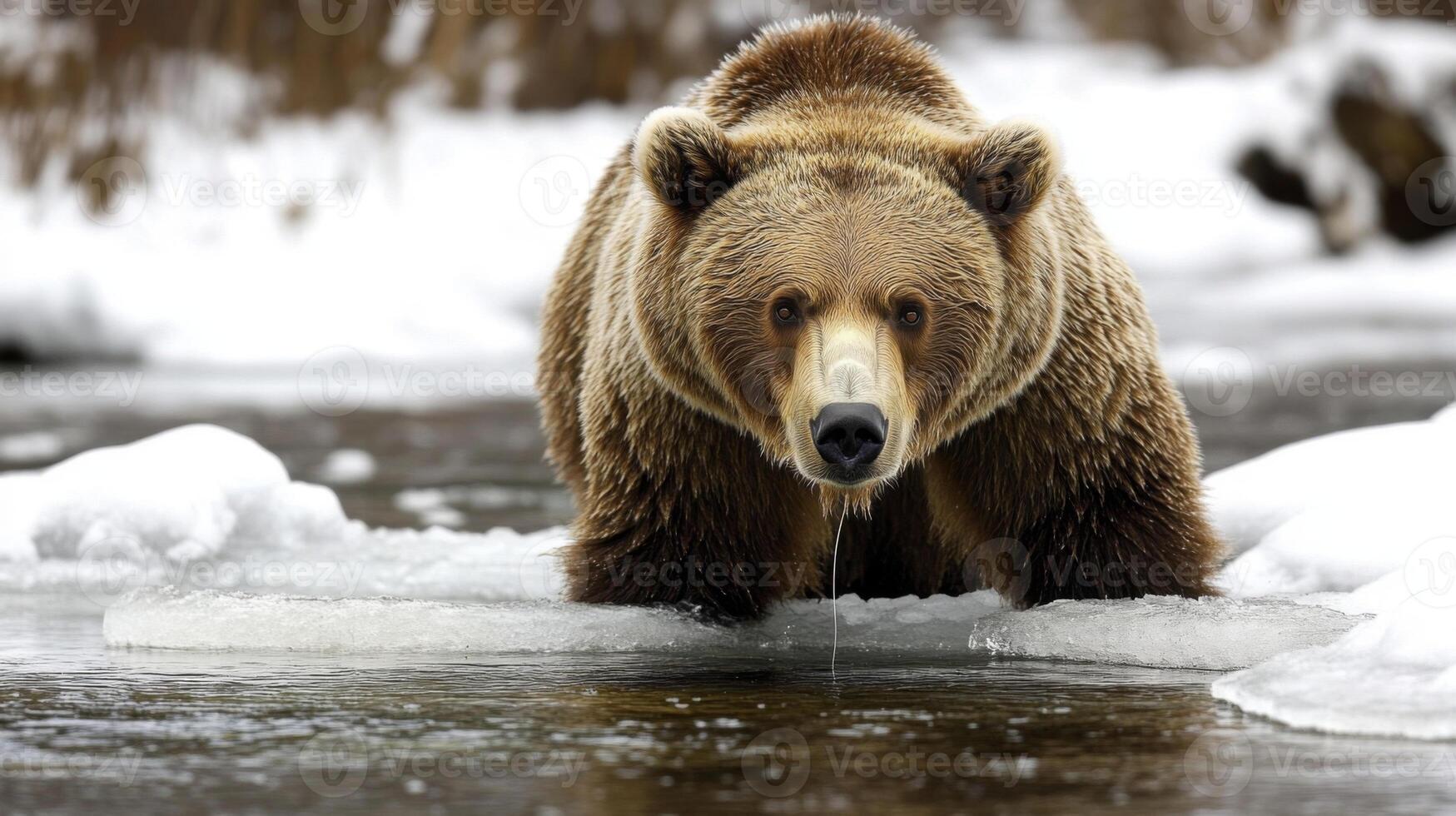 A Brown Bear Stands on Ice in a River photo