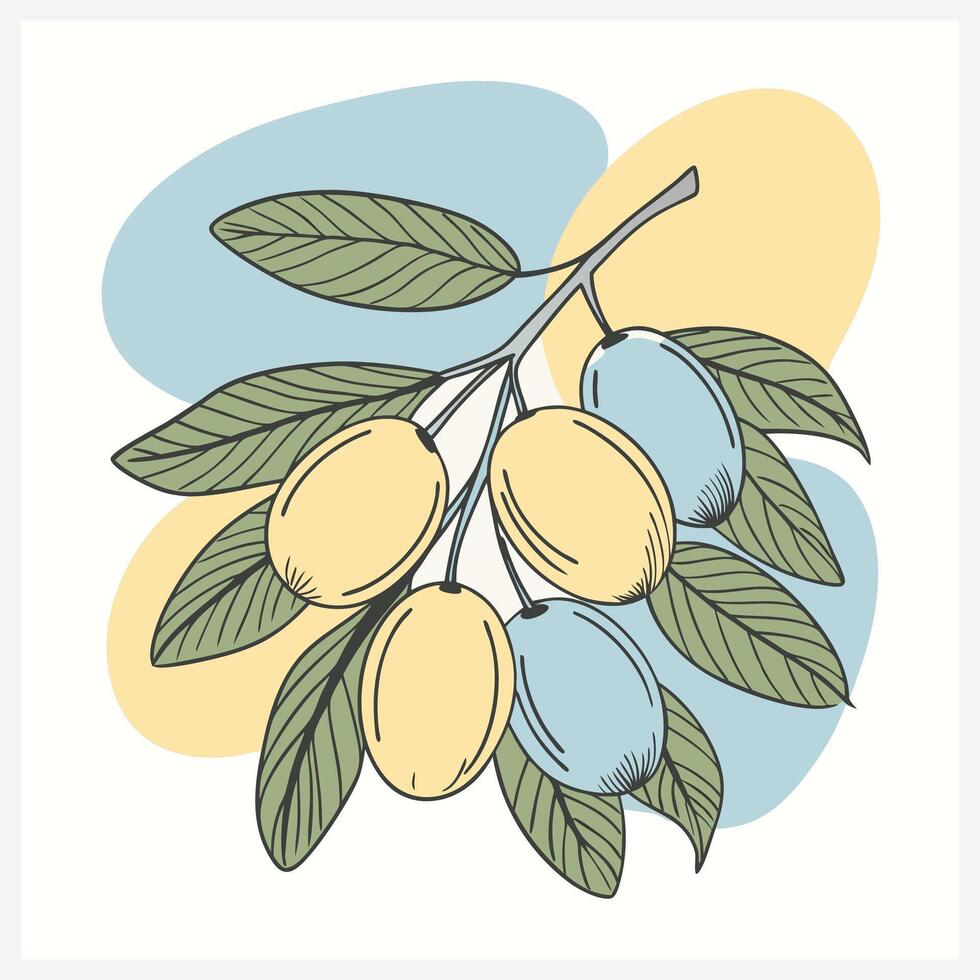 jujubes ziziphus illustration vector