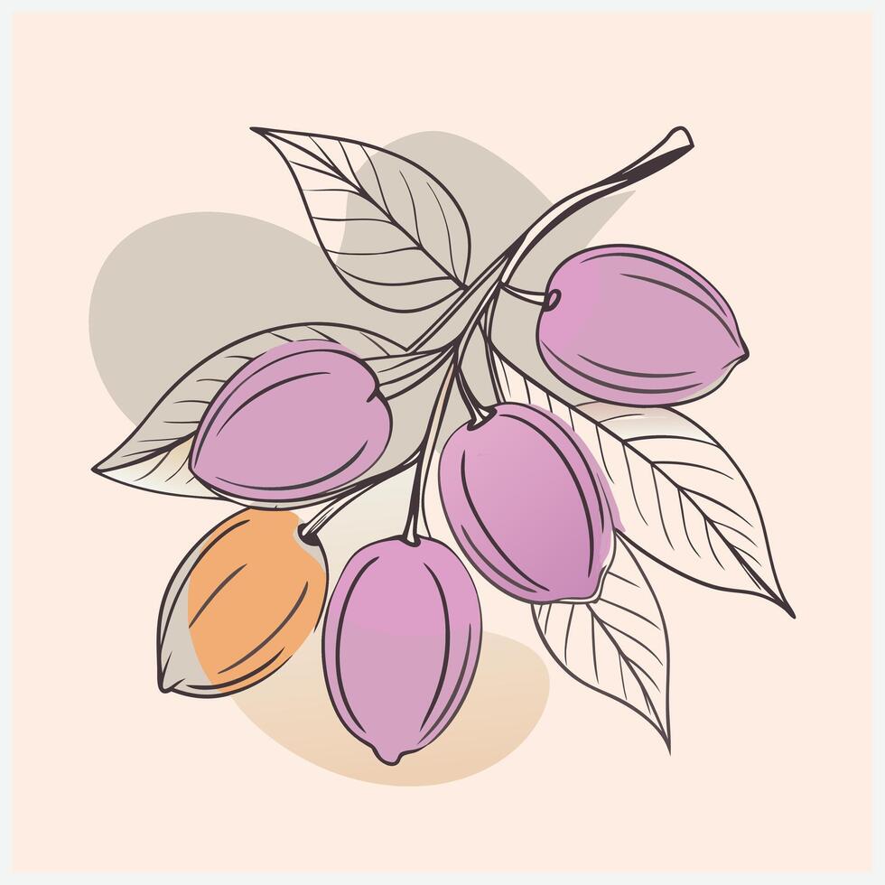 Kakadu Plum Illustration Exquisite Depiction of the Australian Superfruit in Vibrant Detail vector