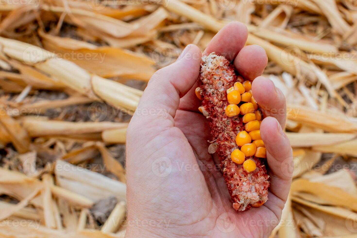 A farmer holding a nearly empty corn cob depicting a poor harvest, relevant for the concept of agricultural challenges photo