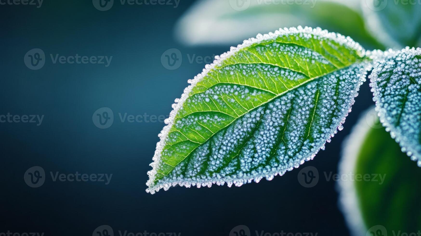 Close up of frost crystals on a leaf shimmering under cold morning light photo