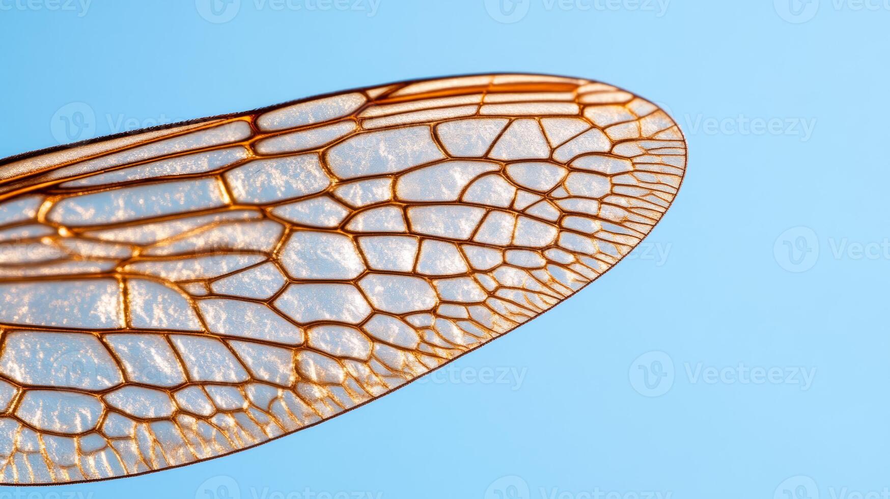 Detailed texture of an insect wing with transparent veins and delicate structure photo