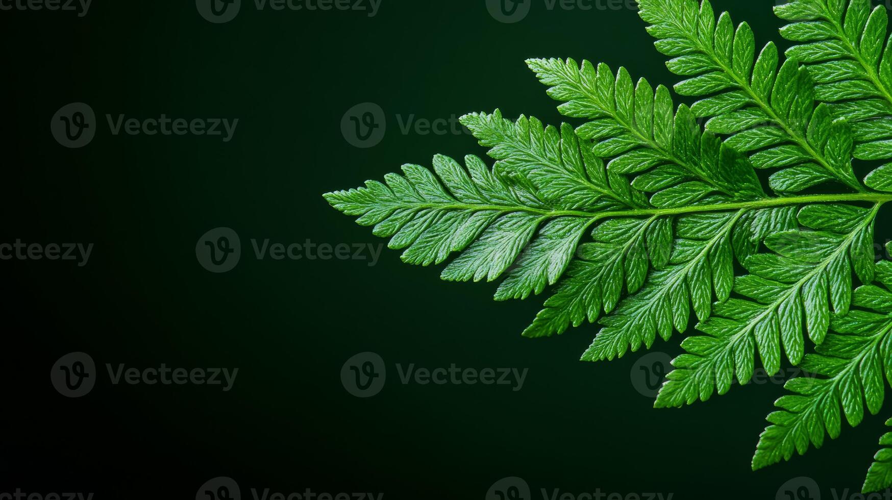 Extreme close up of a fern leaf with visible spores and deep green tones photo