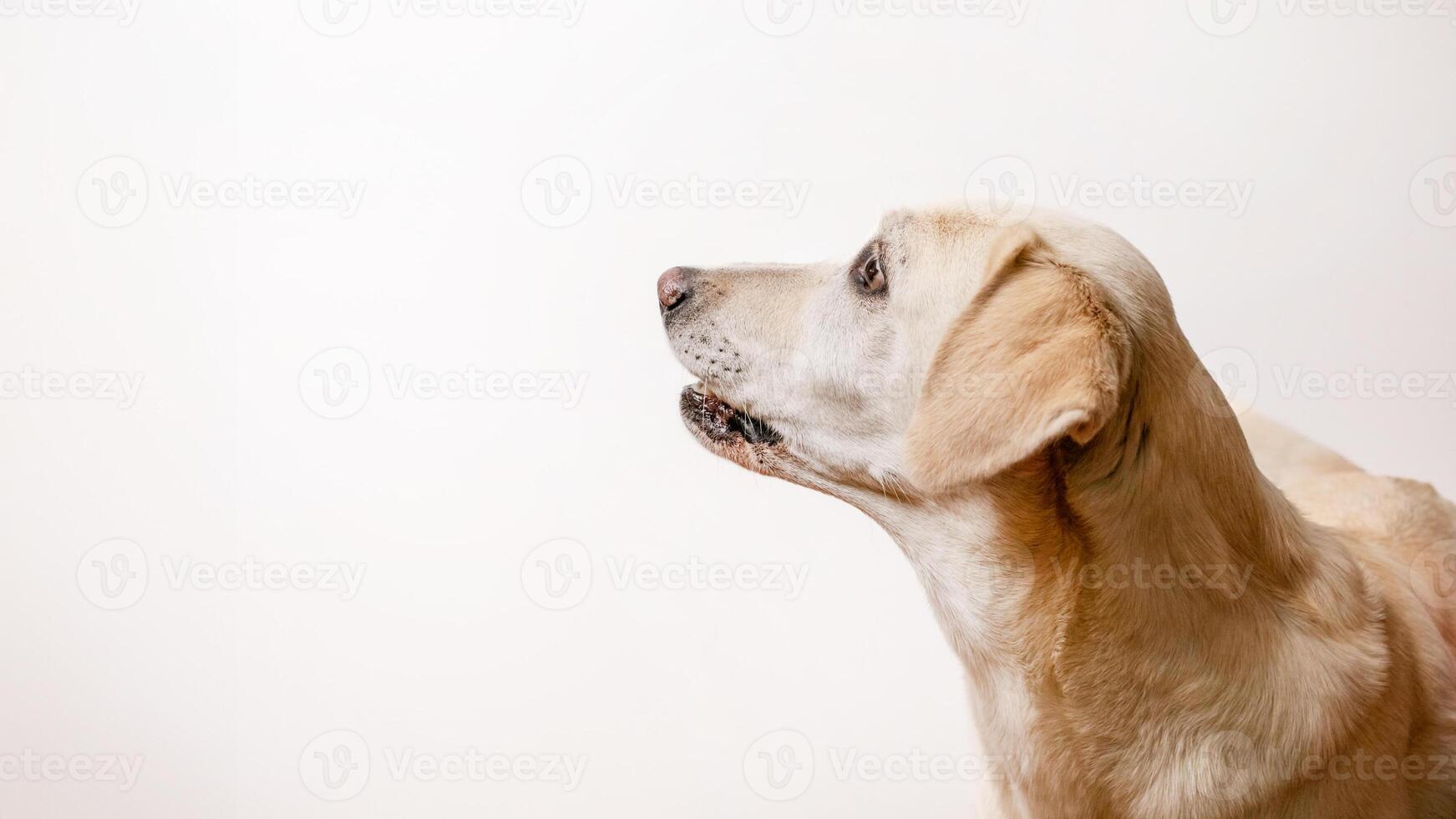 A yellow Labrador Retriever looking attentively to the side against a plain background, relevant to pet adoption campaigns photo