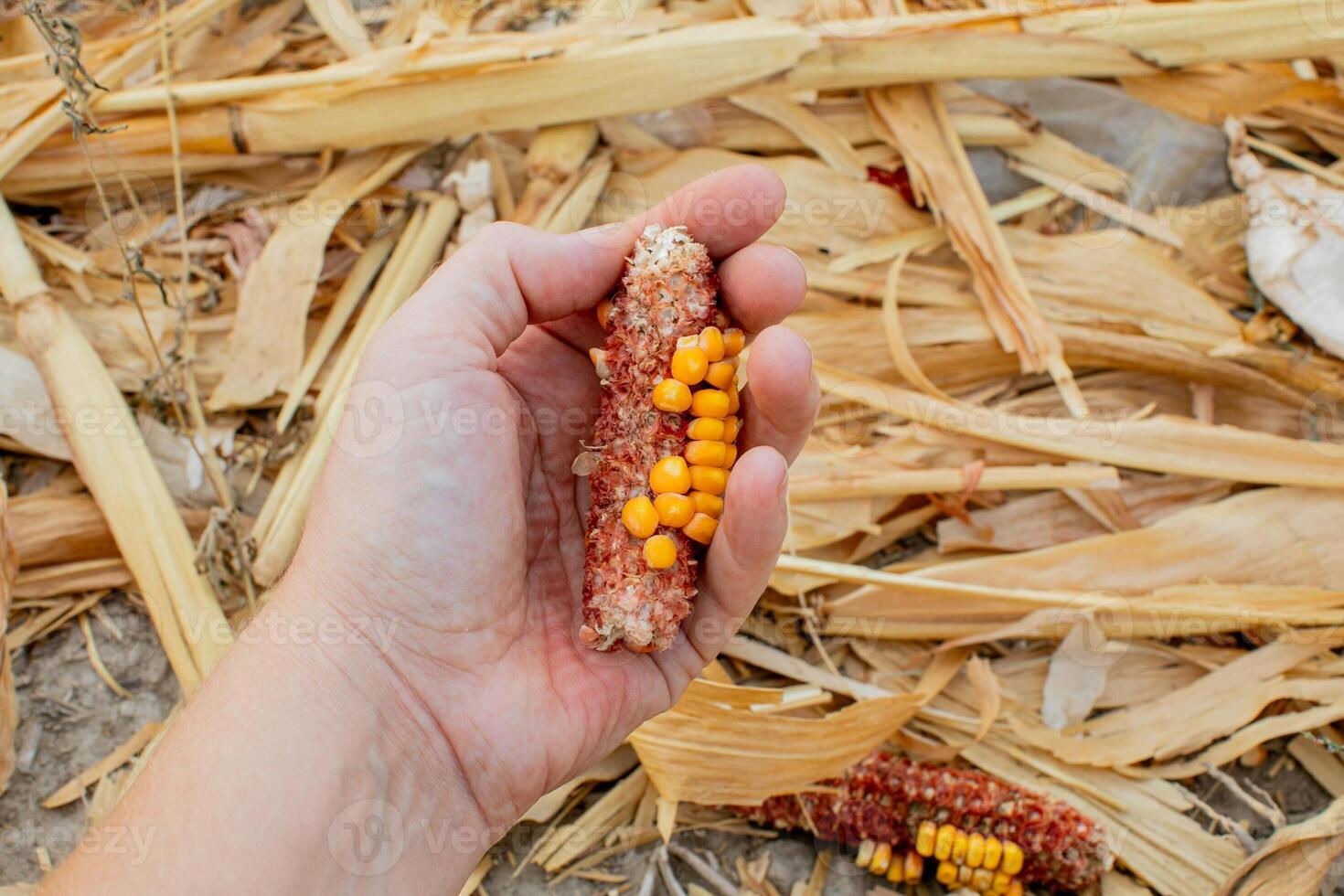 A farmer holds a partially harvested corn cob in a drought affected field, illustrating the challenges of global food shortages photo