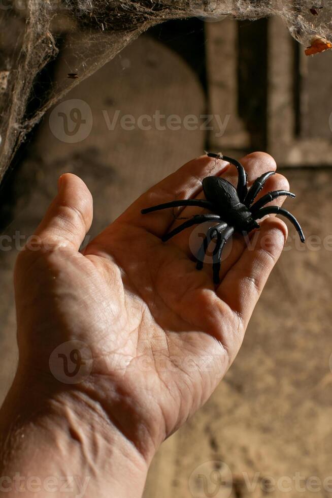 Hand holding a realistic spider toy, perfect for Halloween decorations or arachnophobia themed events photo