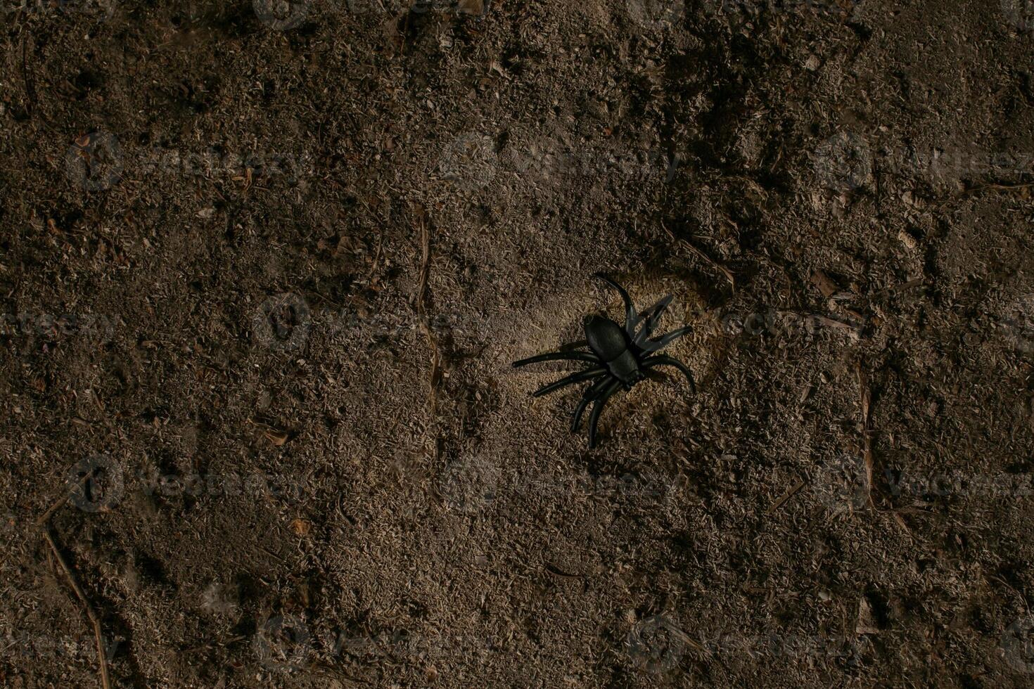 A black spider crawls on dark soil, symbolizing Halloween and evoking common arachnophobia related feelings photo