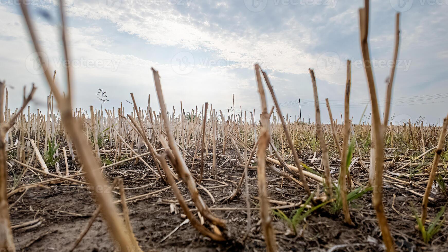 A dry, barren field of harvested crops under a cloudy sky representing agricultural drought and environmental challenges photo