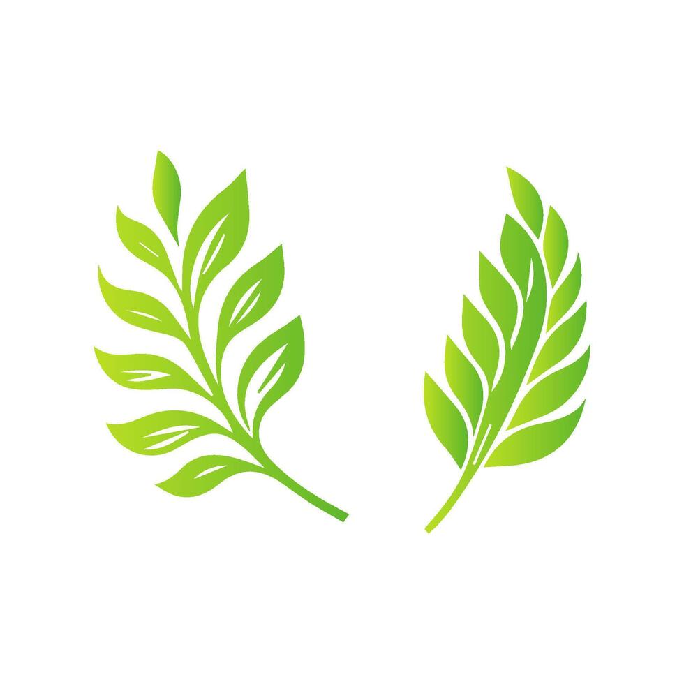 Two green leaves on a white background vector
