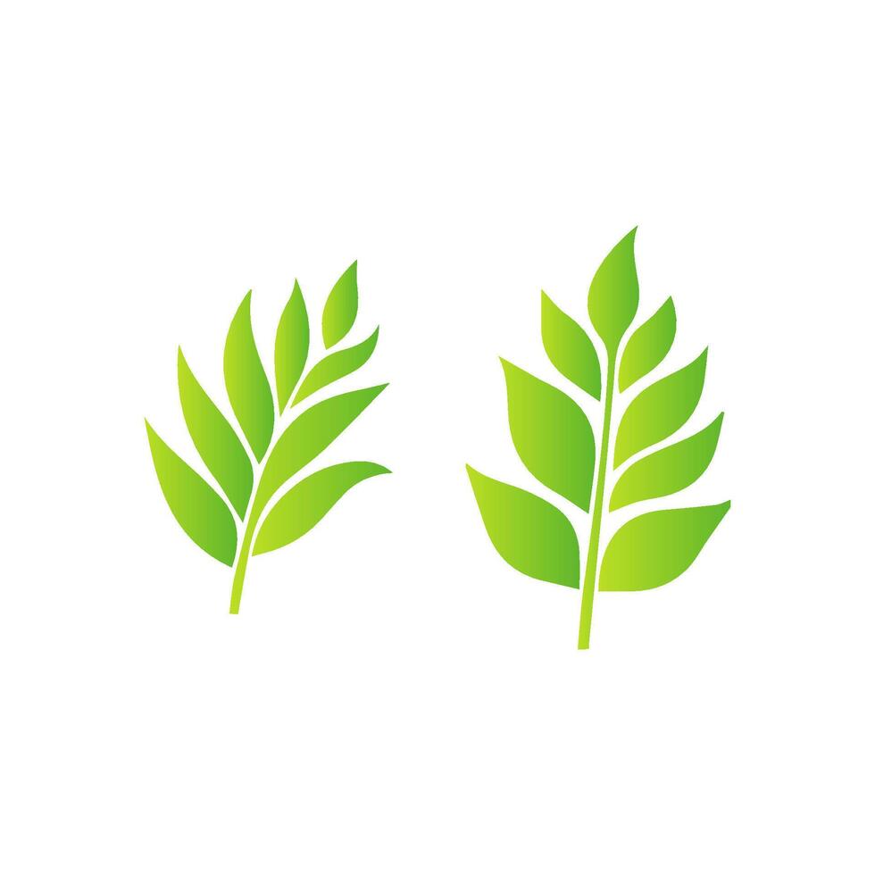 Two green leaves are shown on a white background vector
