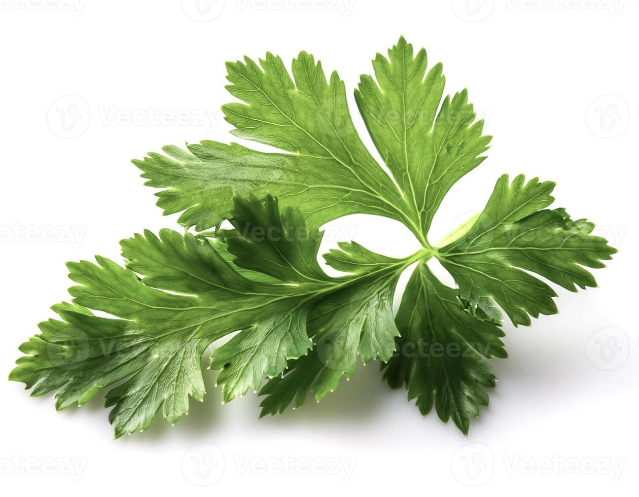 Celery leaf isolated on white background photo