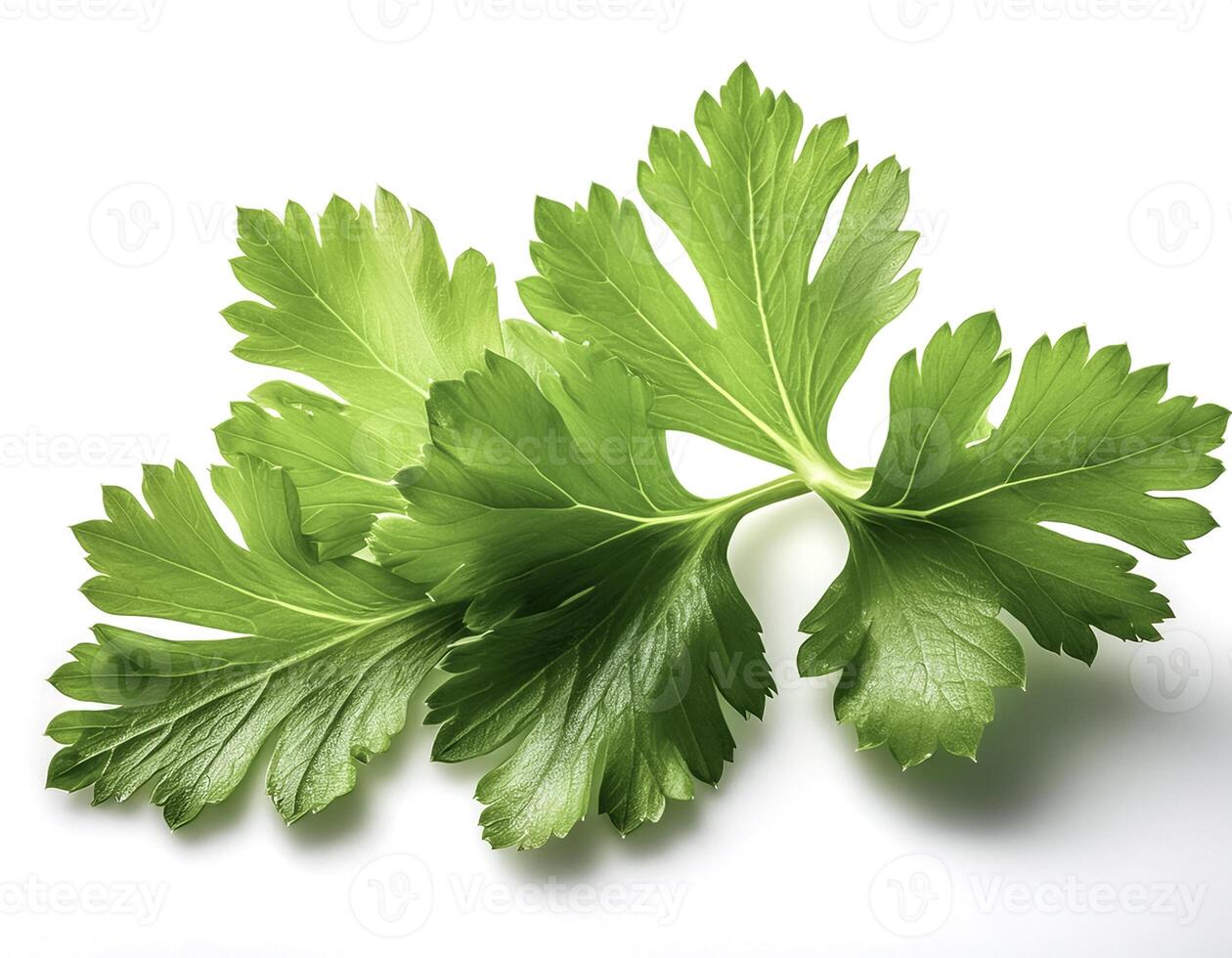 Celery leaf isolated on white background photo