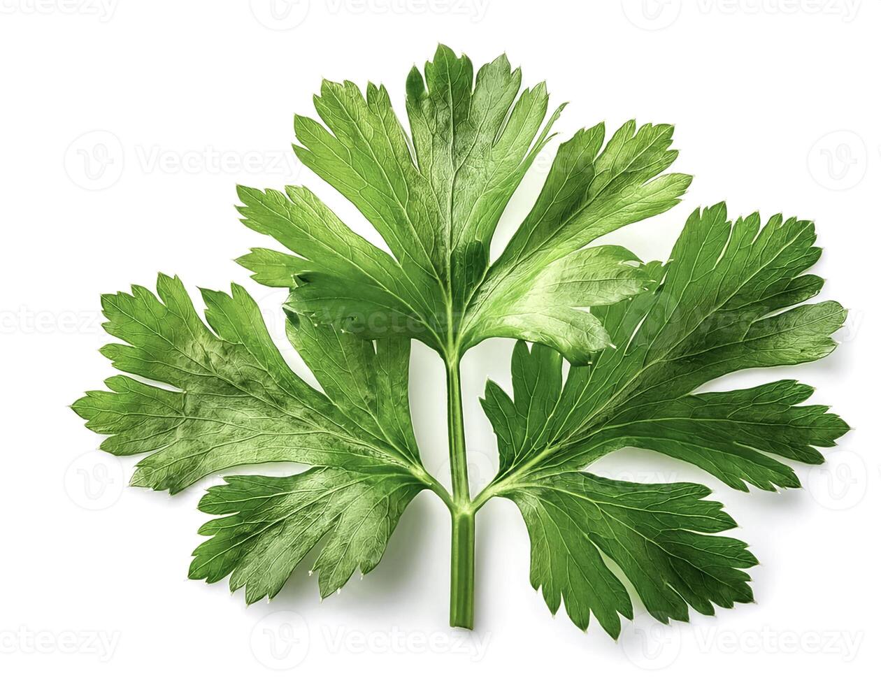 Celery leaf isolated on white background photo