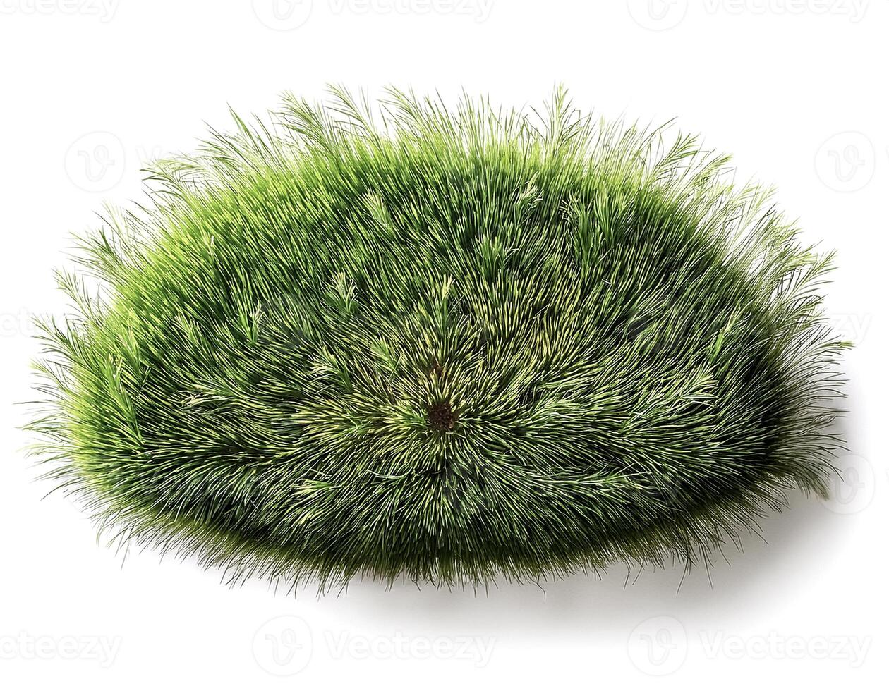 flat lay, top of views of patch of grass isolated on white background photo