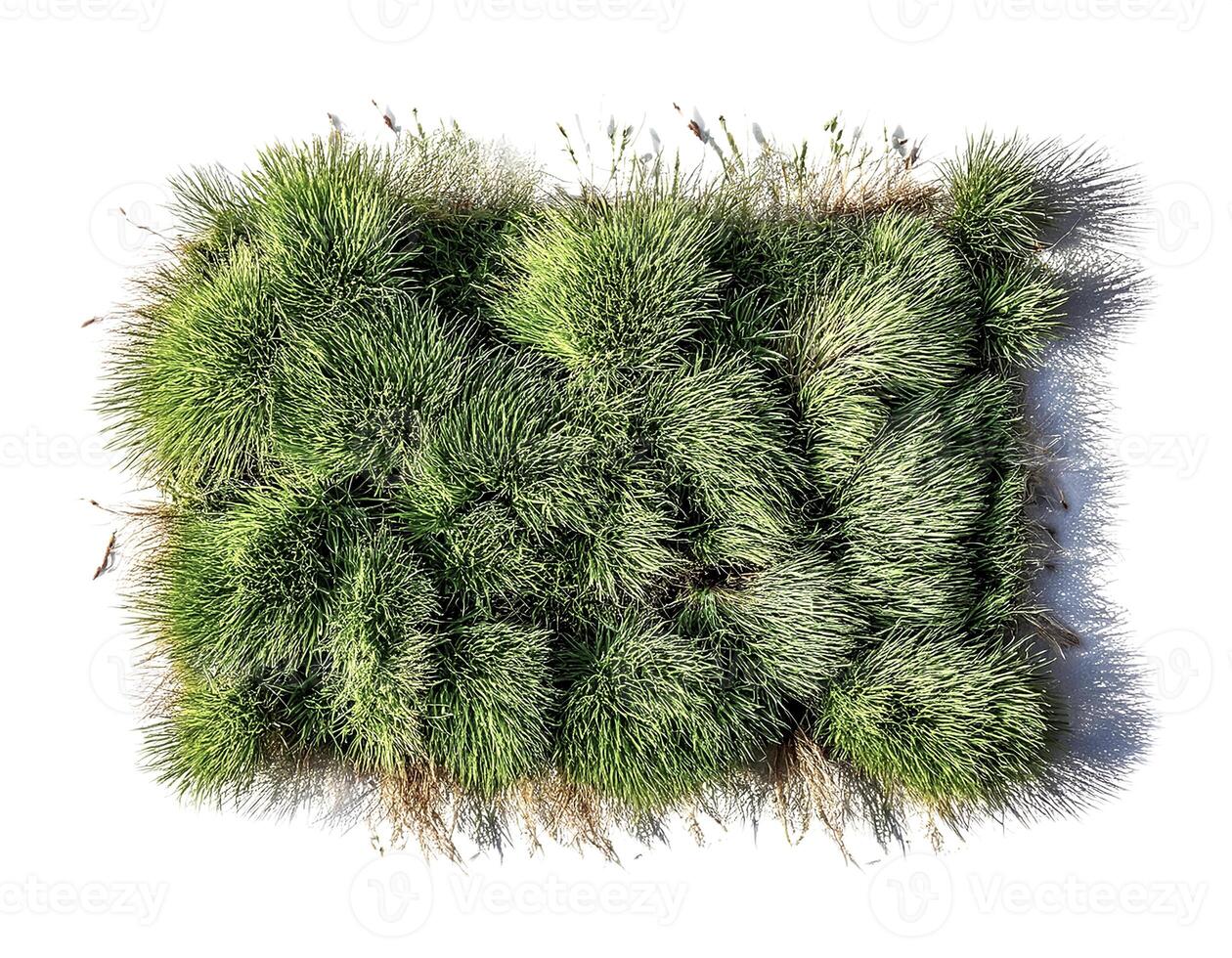 flat lay, top of views of patch of grass isolated on white background photo