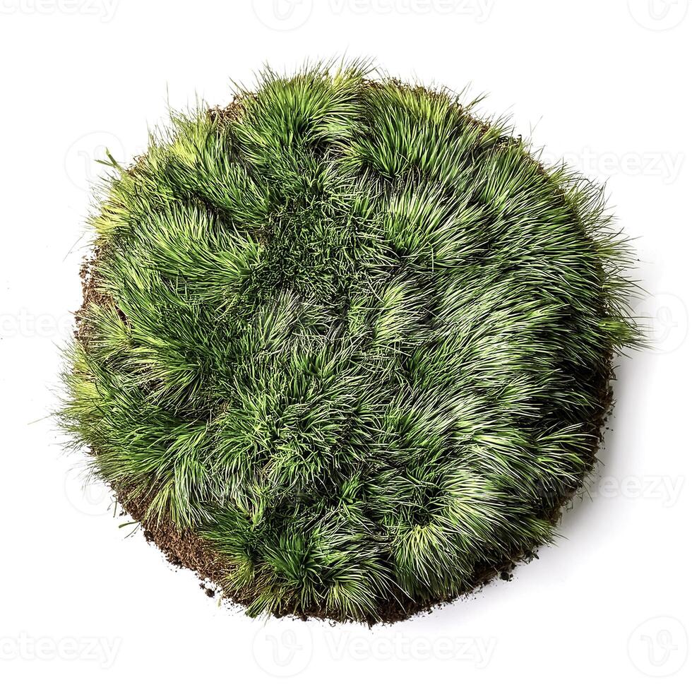 flat lay, top of views of patch of grass isolated on white background photo