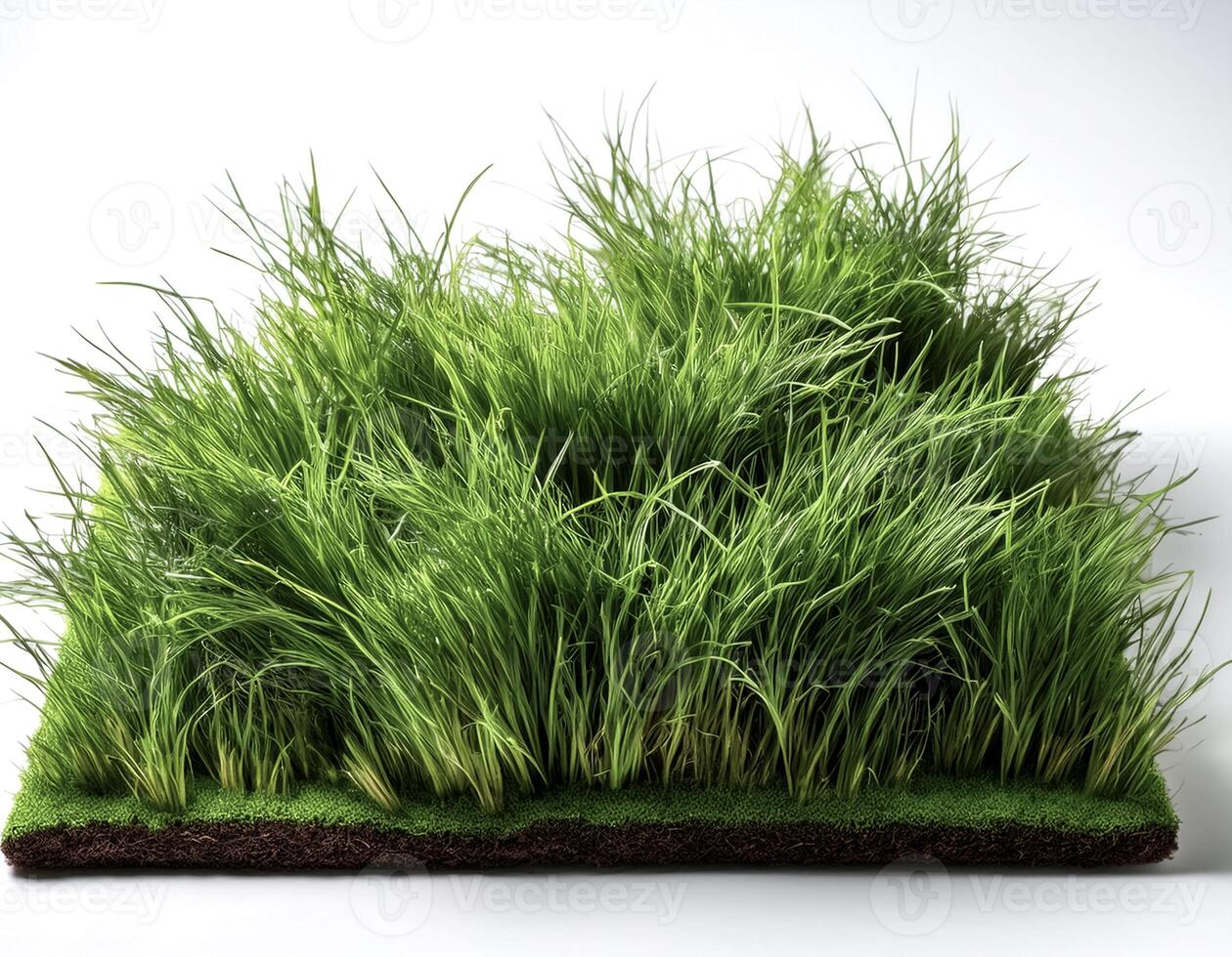 flat lay, top of views of patch of grass isolated on white background photo