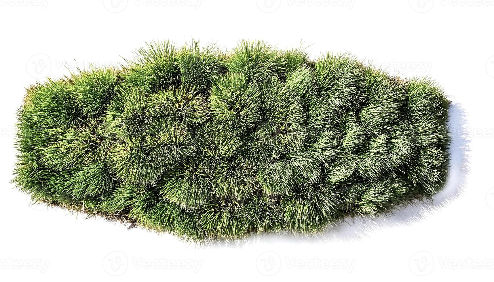 flat lay, top of views of patch of grass isolated on white background photo