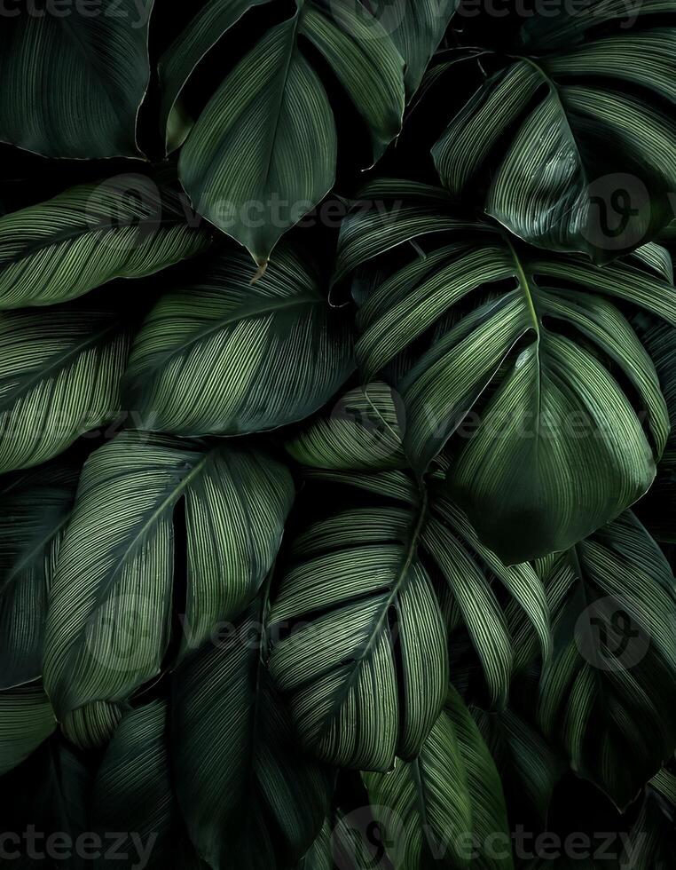 Nature of dark green leaf in garden photo
