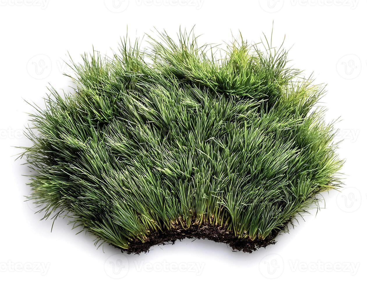 flat lay, top of views of patch of grass isolated on white background photo