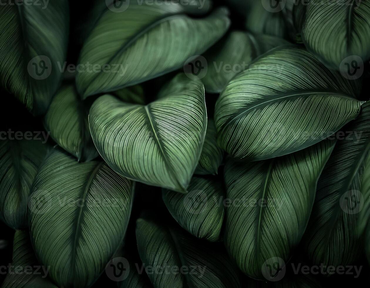Nature of dark green leaf in garden photo