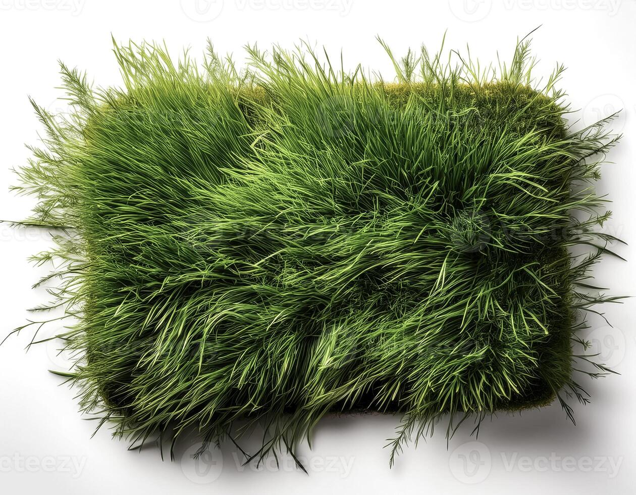 flat lay, top of views of patch of grass isolated on white background photo