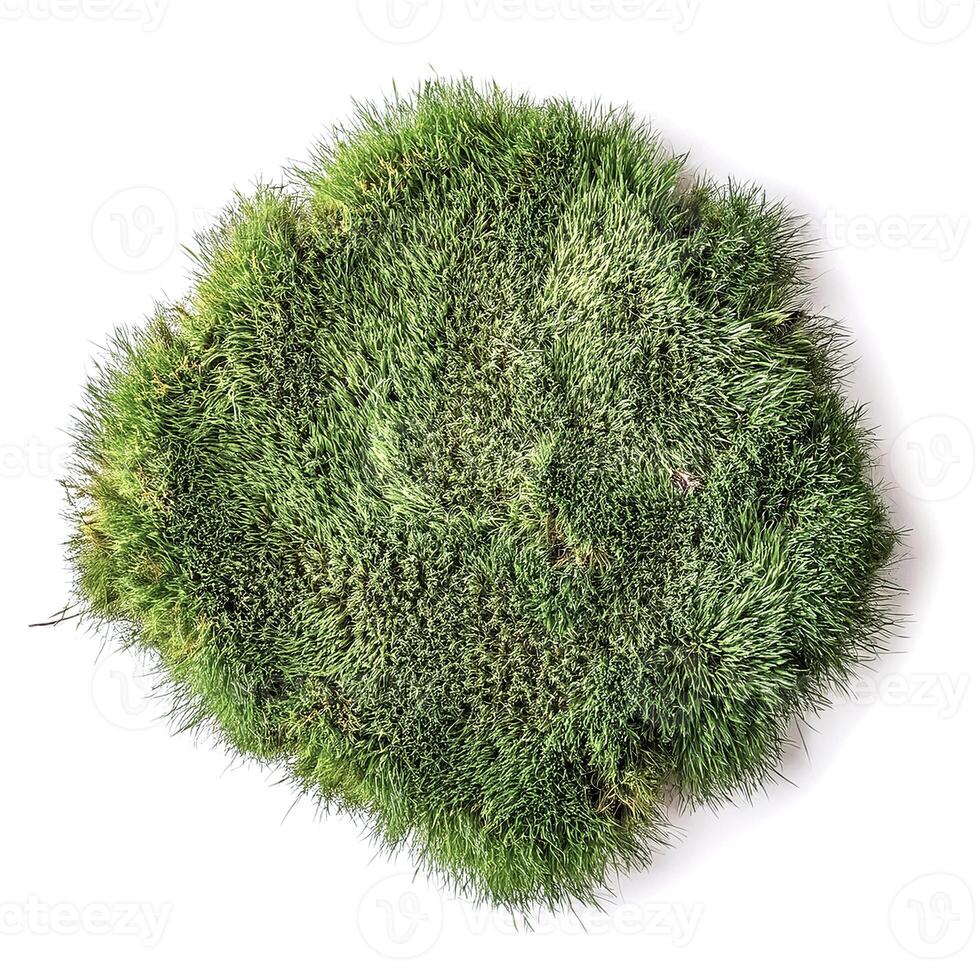 flat lay, top of views of patch of grass isolated on white background photo