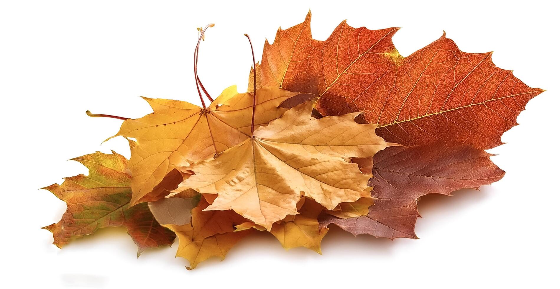 Autumn leaves isolated on white background photo