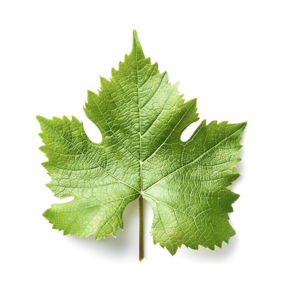 Fresh young vine leaf isolated on white background photo