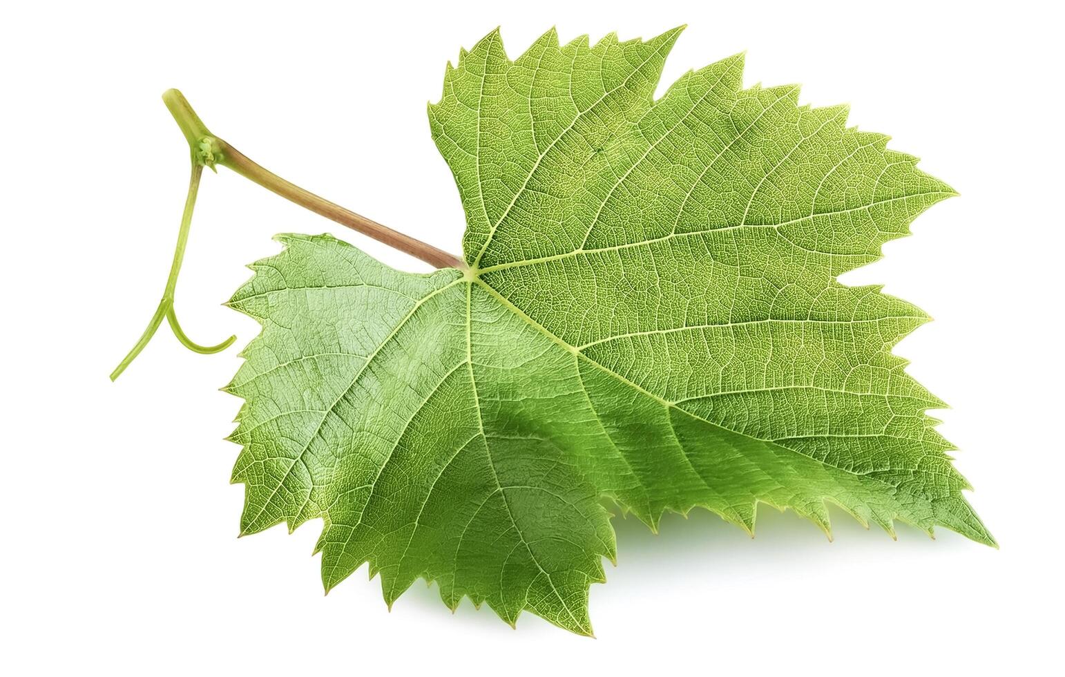 Fresh young vine leaf isolated on white background photo