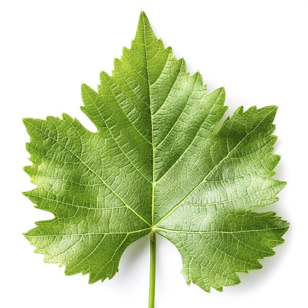 Fresh young vine leaf isolated on white background photo