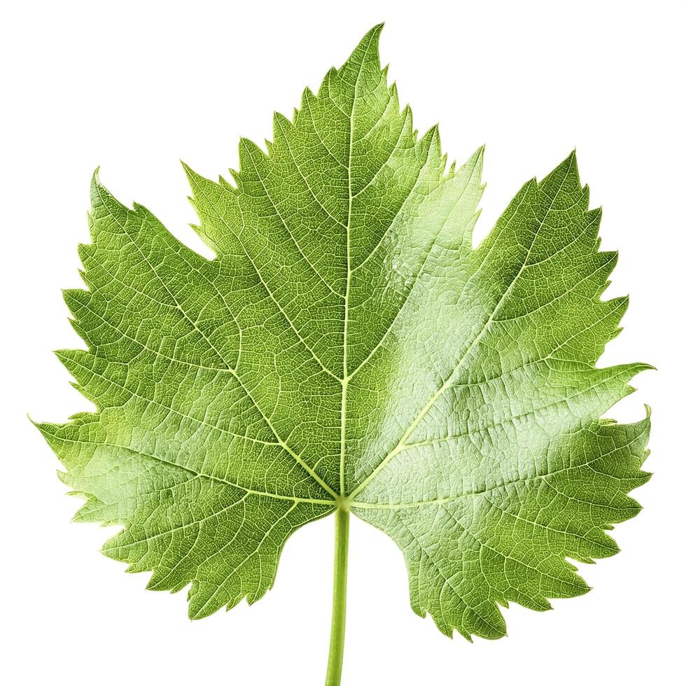 Fresh young vine leaf isolated on white background photo