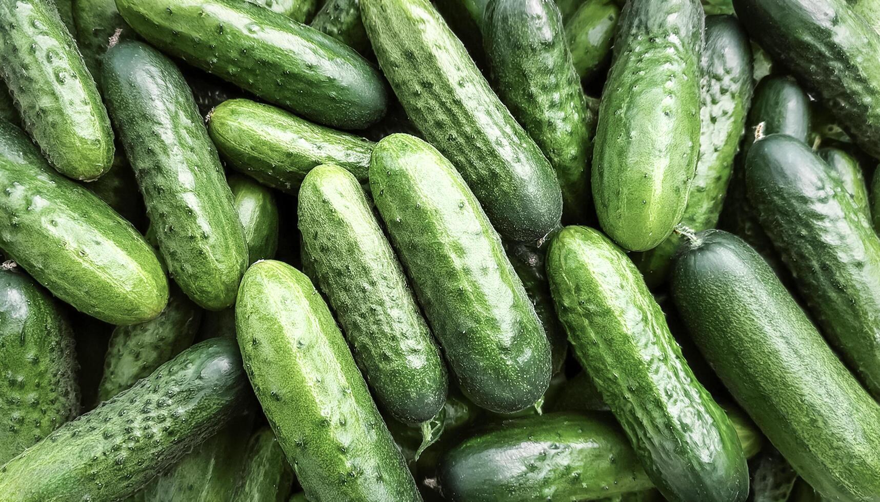 Close up of Lots of cucumbers. cucumbers Background Concept photo