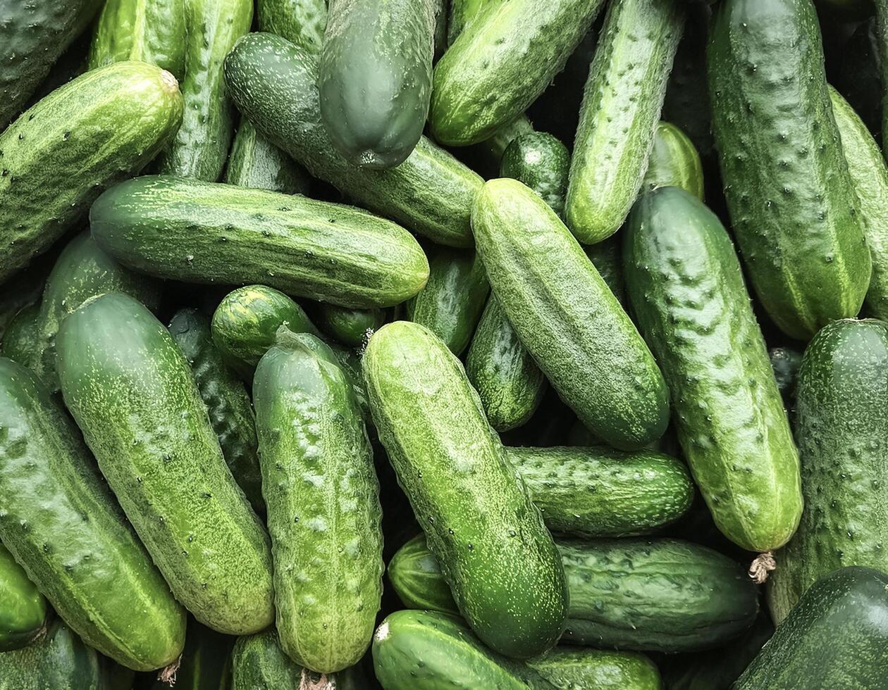 Close up of Lots of cucumbers. cucumbers Background Concept photo