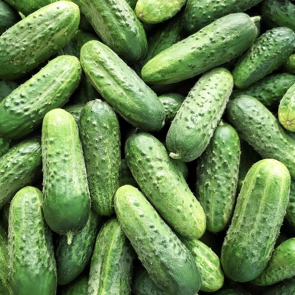 Close up of Lots of cucumbers. cucumbers Background Concept photo