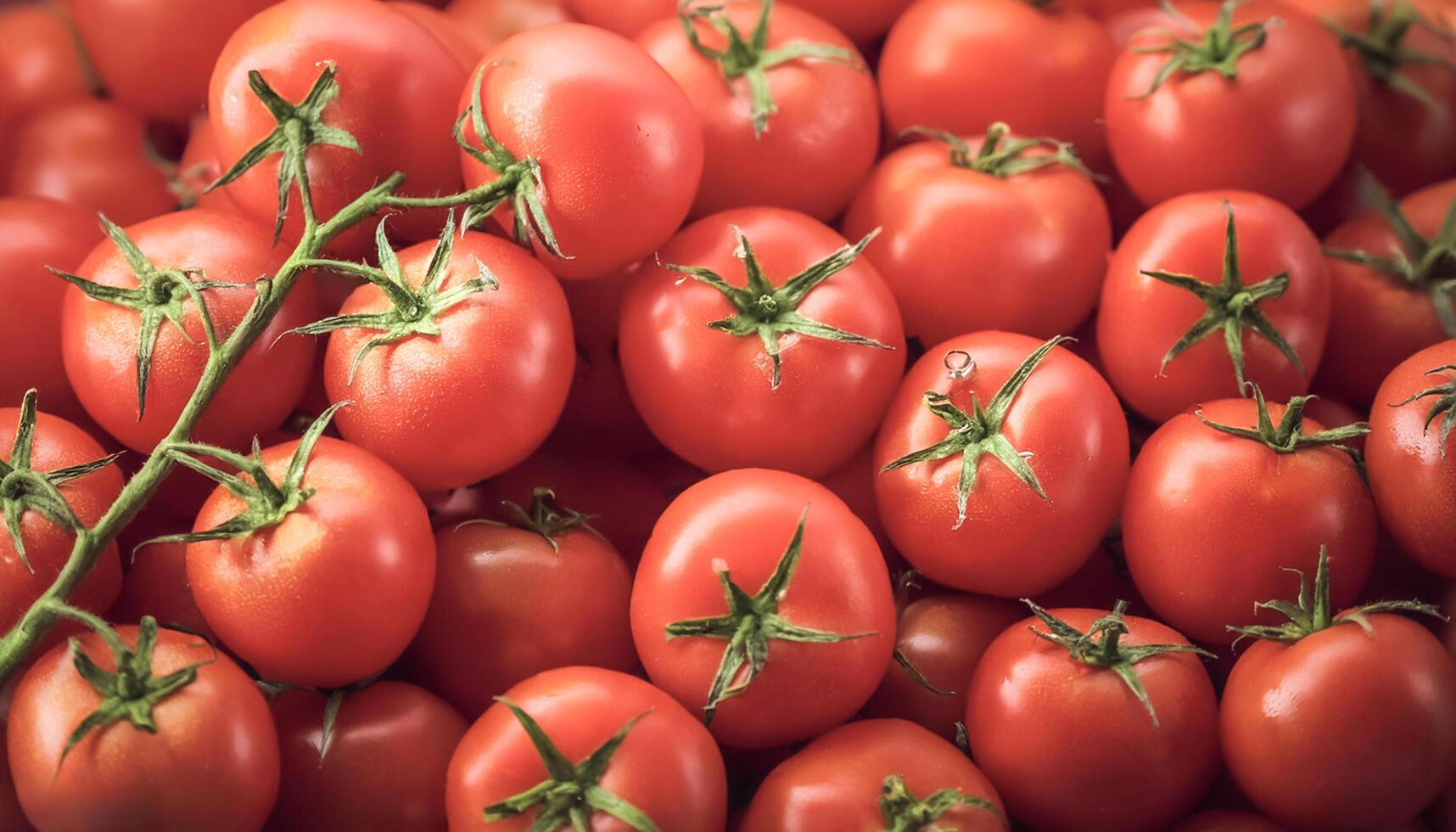 Creative food concept of Tomatos. Close up a pile of Tomatos photo