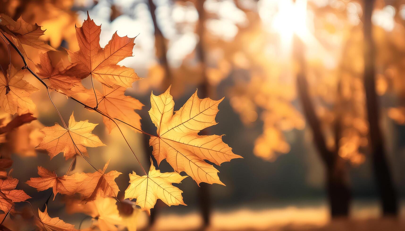 Foliage in the park. Autumn fall leaves of maple trees. Natural autumn background. photo