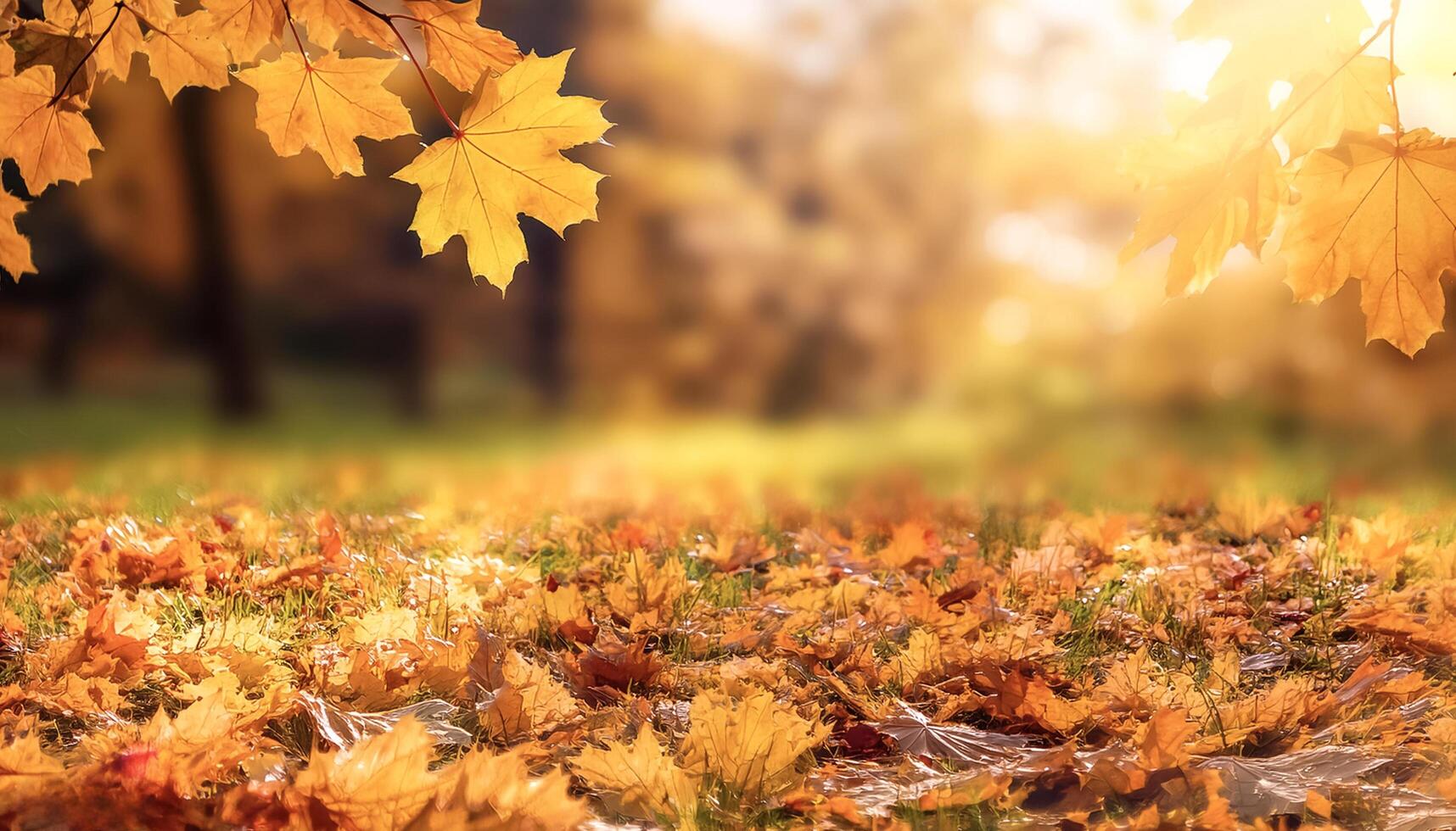 Foliage in the park. Autumn fall leaves of maple trees. Natural autumn background. photo