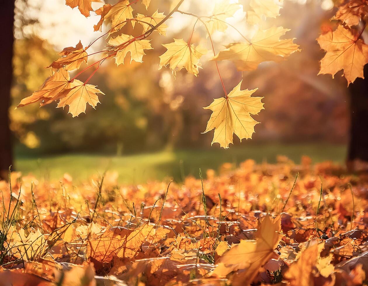Foliage in the park. Autumn fall leaves of maple trees. Natural autumn background. photo