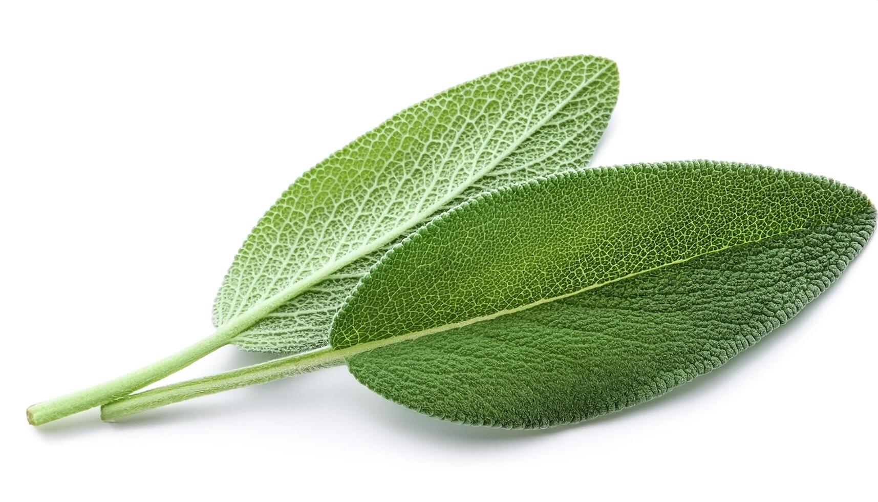 Fresh sage leaves isolated on white background photo
