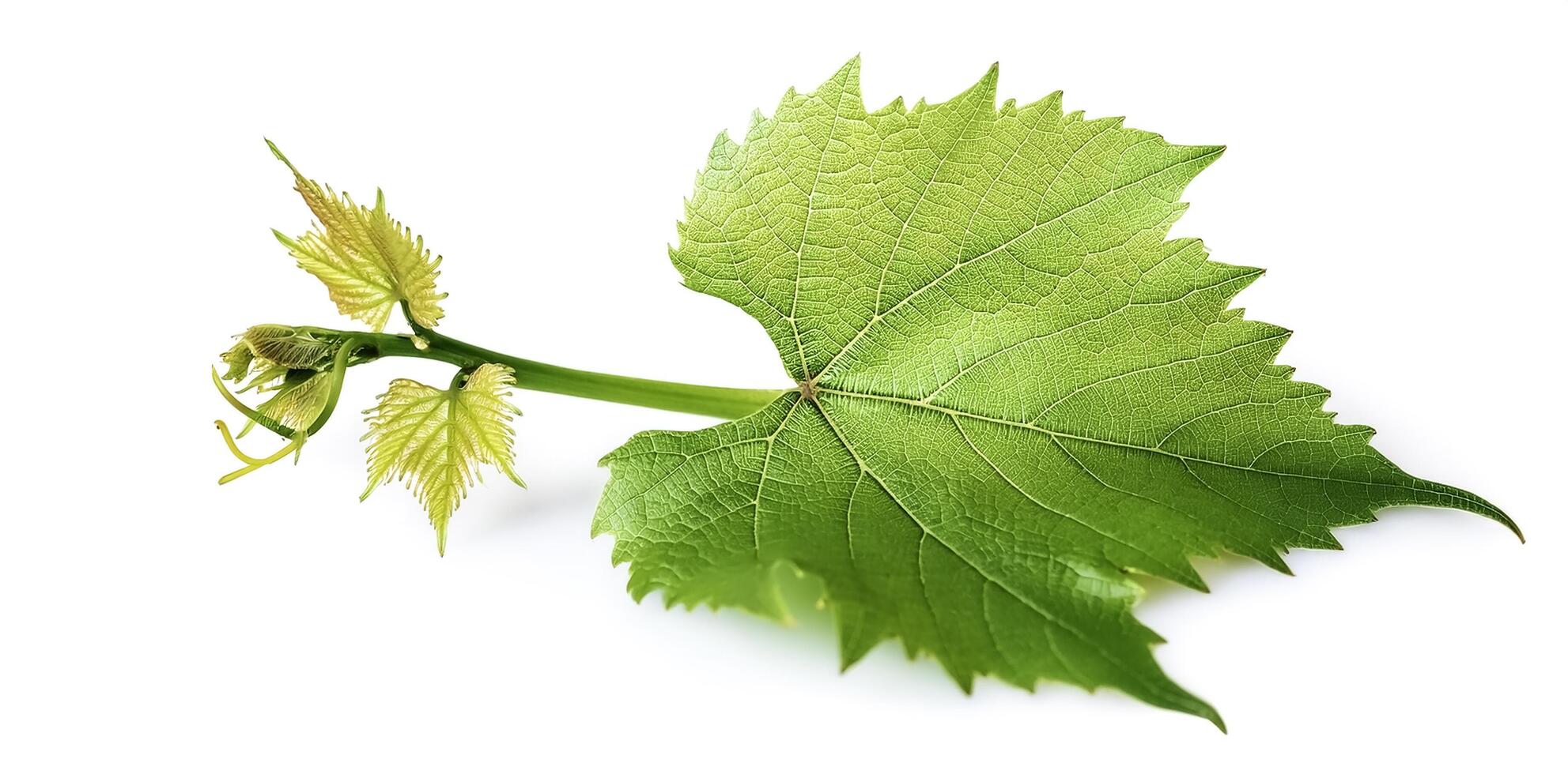 Fresh young vine leaf isolated on white background photo