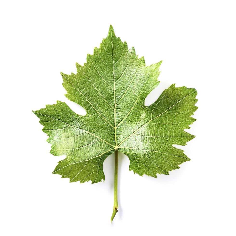 Fresh young vine leaf isolated on white background photo