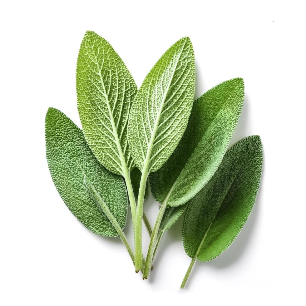 Fresh sage leaves isolated on white background photo