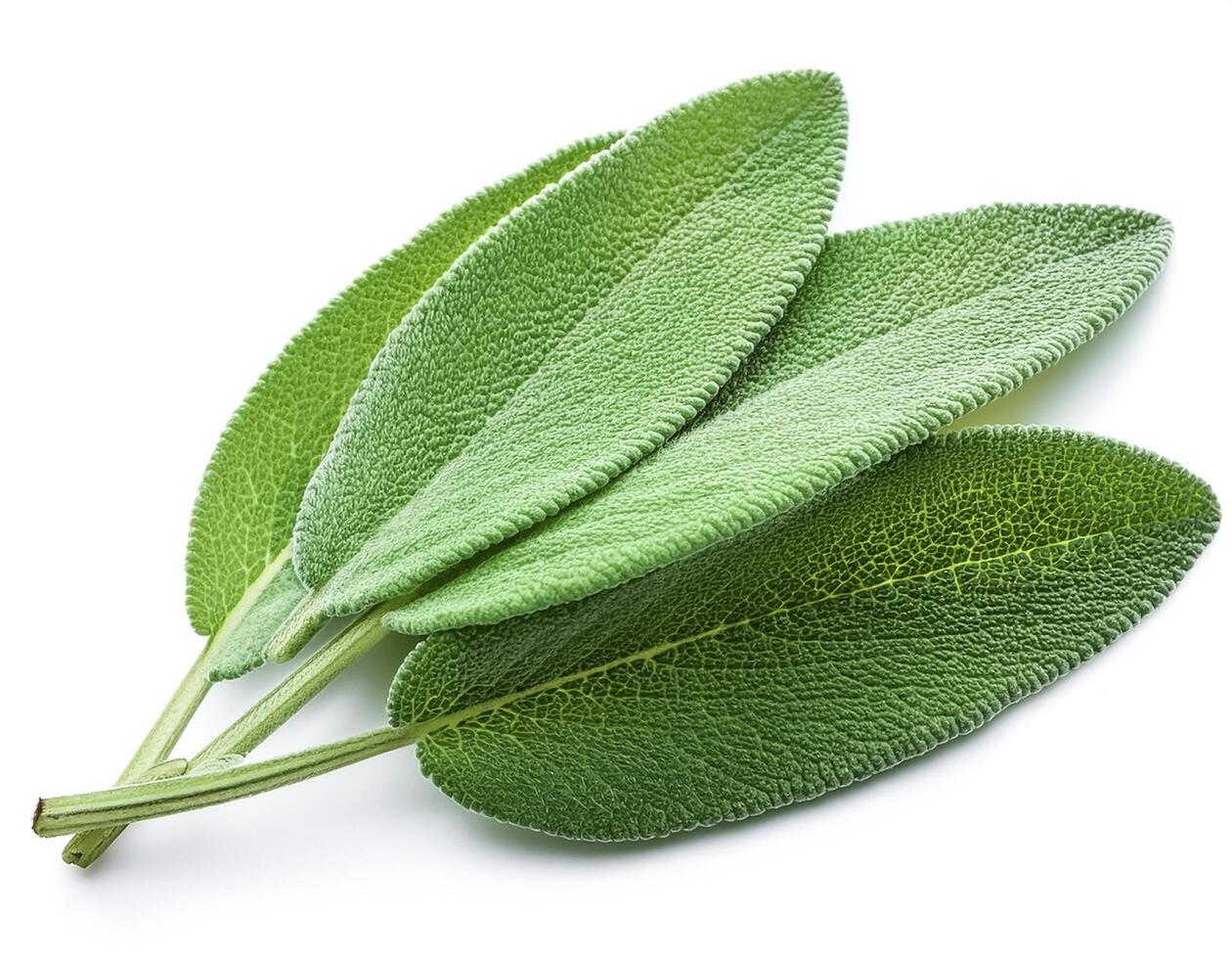 Fresh sage leaves isolated on white background photo