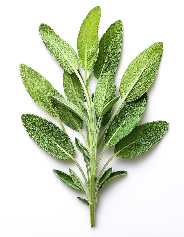 Fresh sage leaves isolated on white background photo