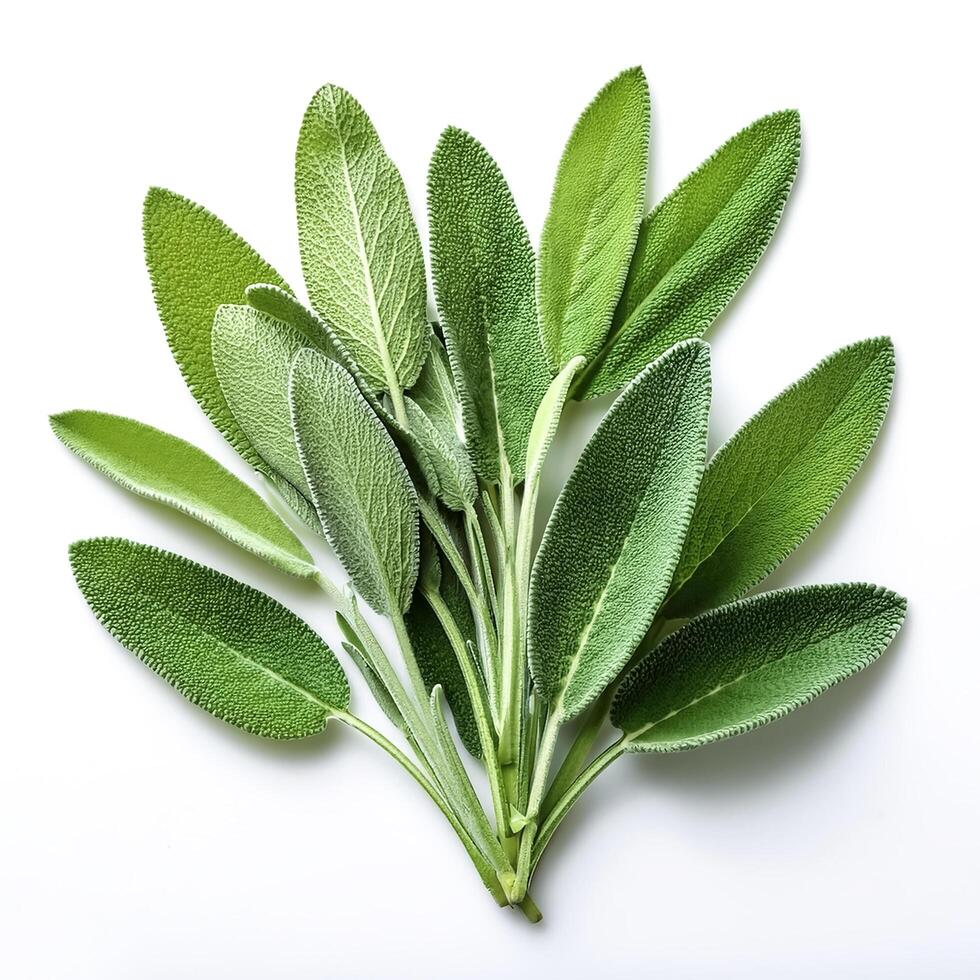 Fresh sage leaves isolated on white background photo