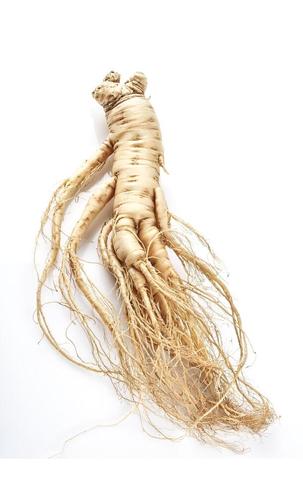 ginseng isolated on white background photo