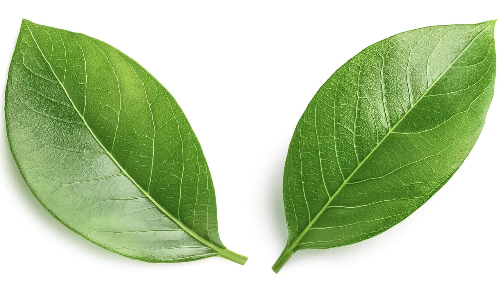 Green leaves isolated on a white background with full depth of field. Top view. Flat lay photo