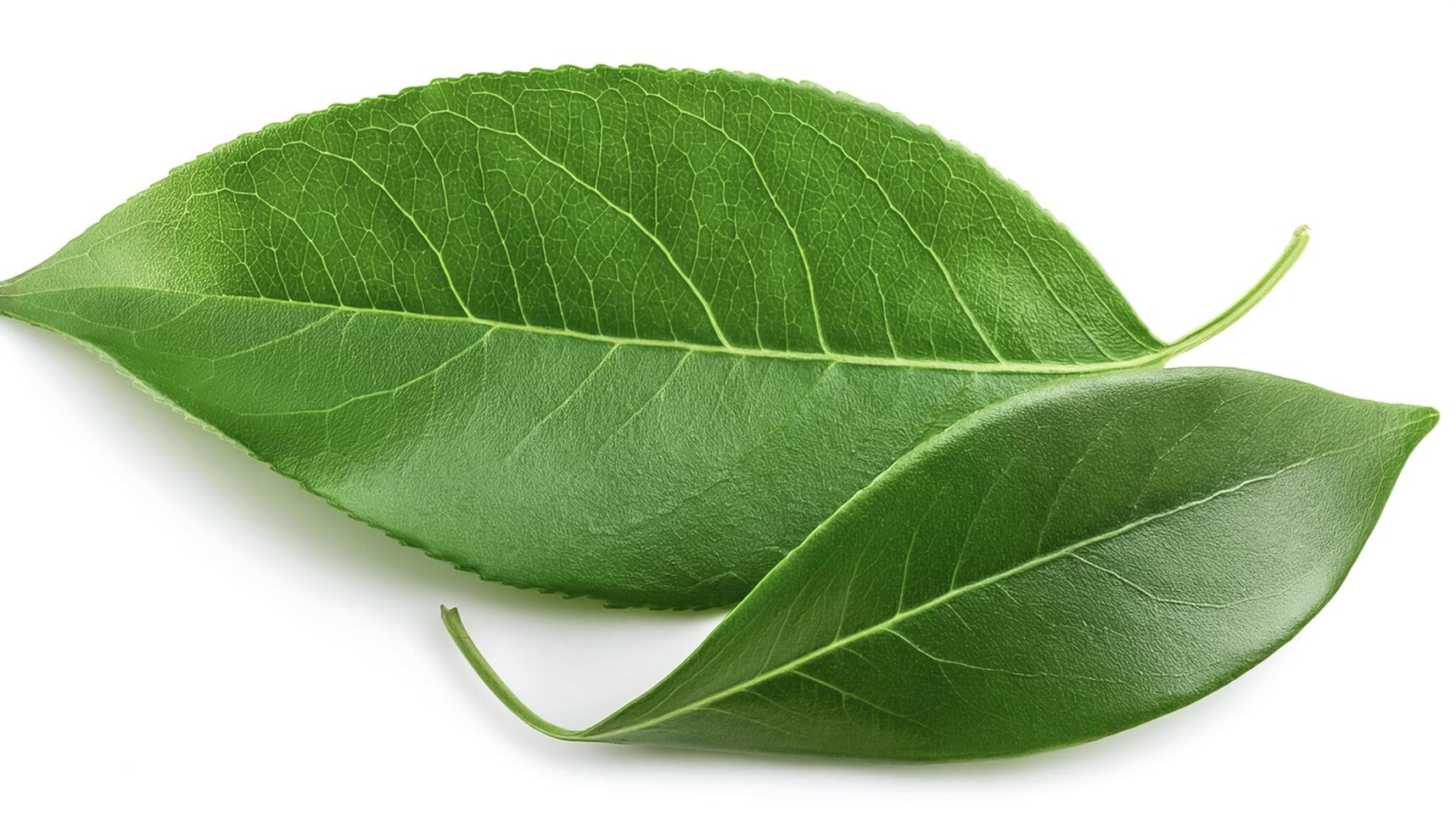 Green leaves isolated on a white background with full depth of field. Top view. Flat lay photo