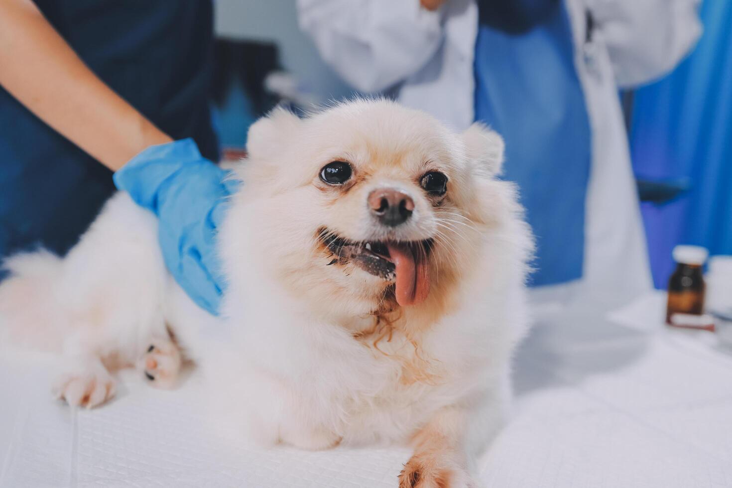 Closeup shot of veterinarian hands checking dog by stethoscope in vet clinic photo